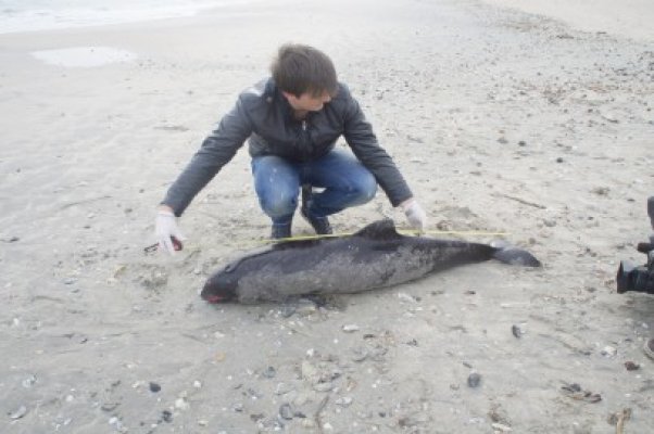Bilanţ Mare Nostrum: 65 de delfini au eşuat pe plajele româneşti, în 2013